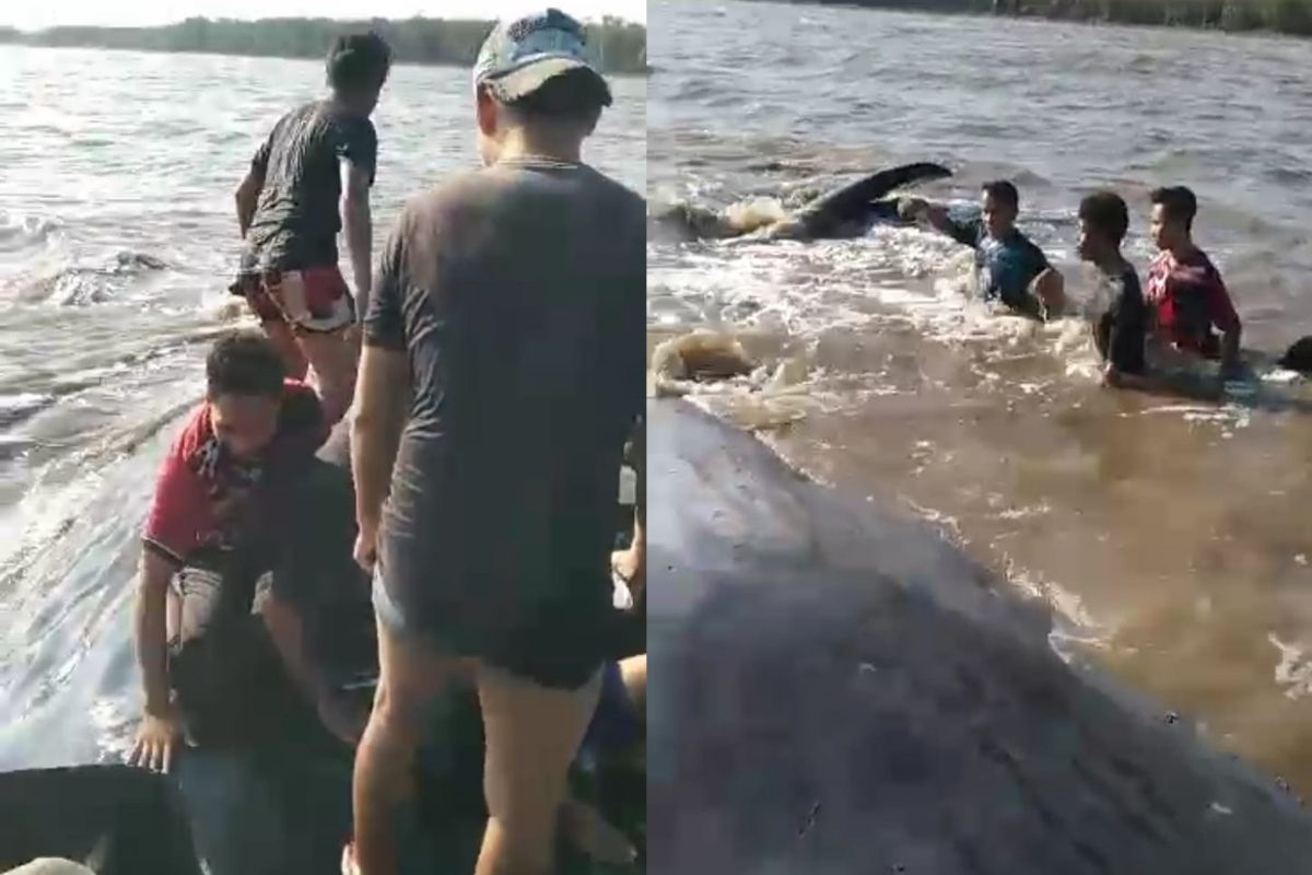 Bangkai ikan paus terdampar di pantai Cemantan Pulang Pisau