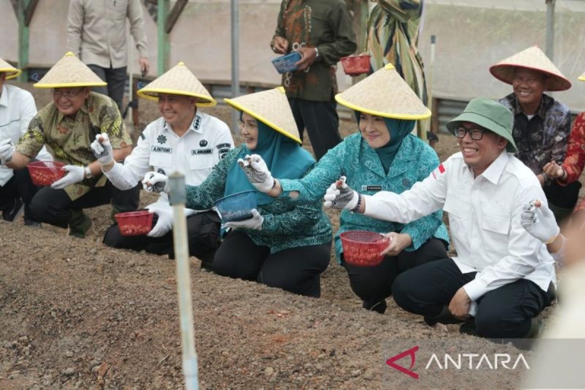 Desa Tungku Jaya OKU dijadikan sentra budi daya bawang merah