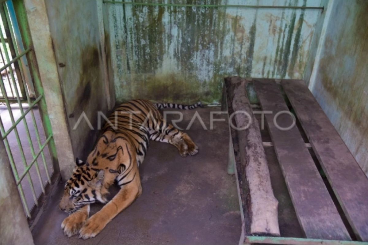 Legislator minta pemkot benahi  Medan Zoo akibat matinya seekor harimau