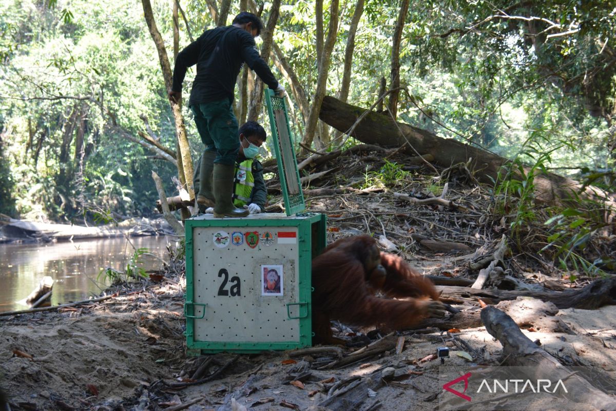BKSDA lepasliarkan empat orang utan ke Hutan Kehje Sewen