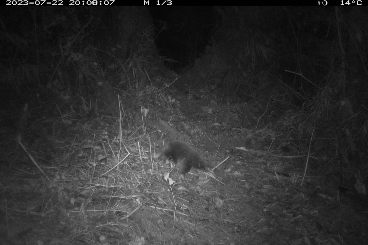 BRIN ungkap penemuan mamalia langka di Papua