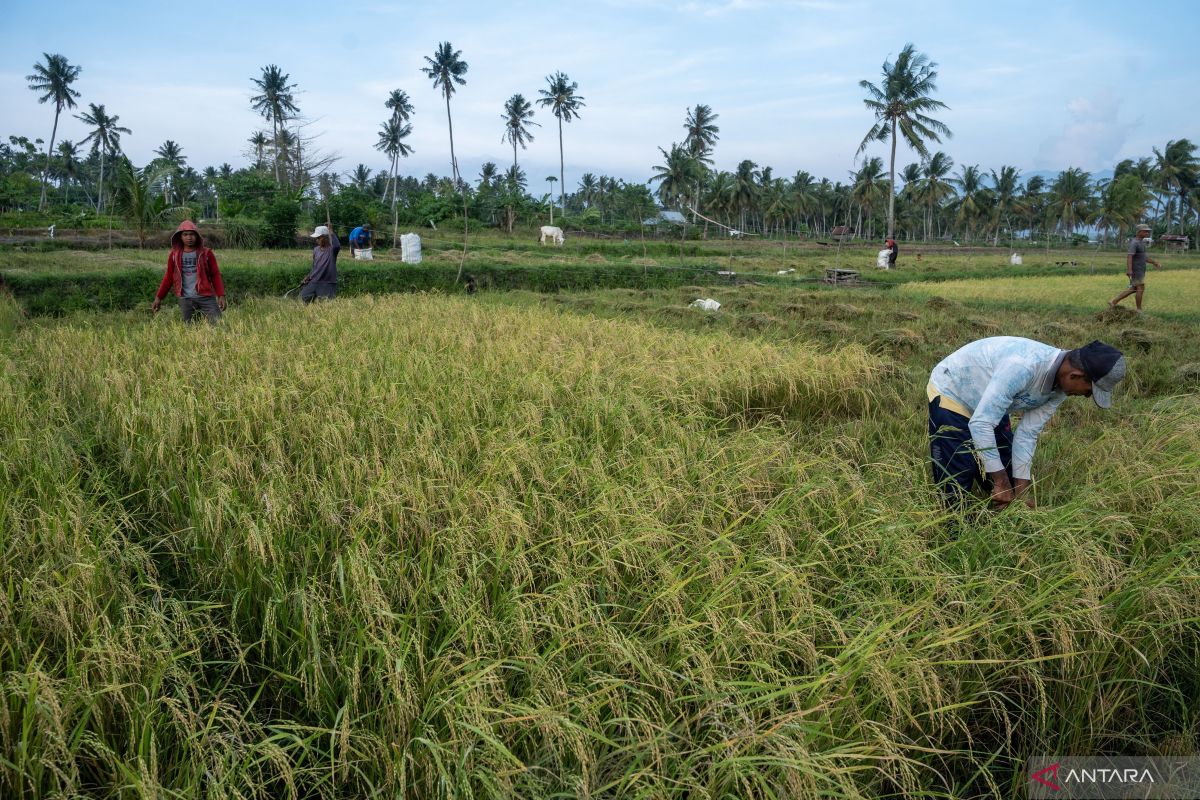 Vietnam promosikan pertanian hijau lewat biji beras rendah karbon