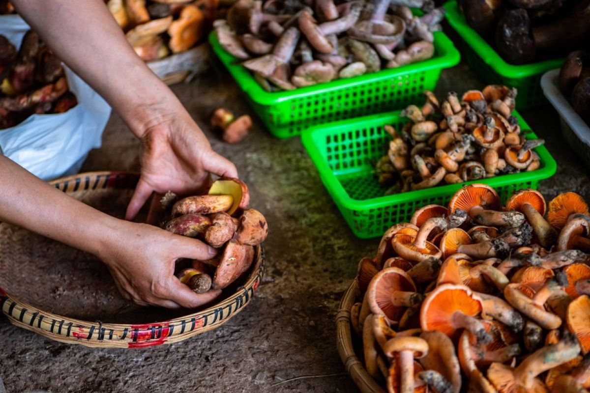 Produksi tahunan hutan pangan China tembus 200 juta ton