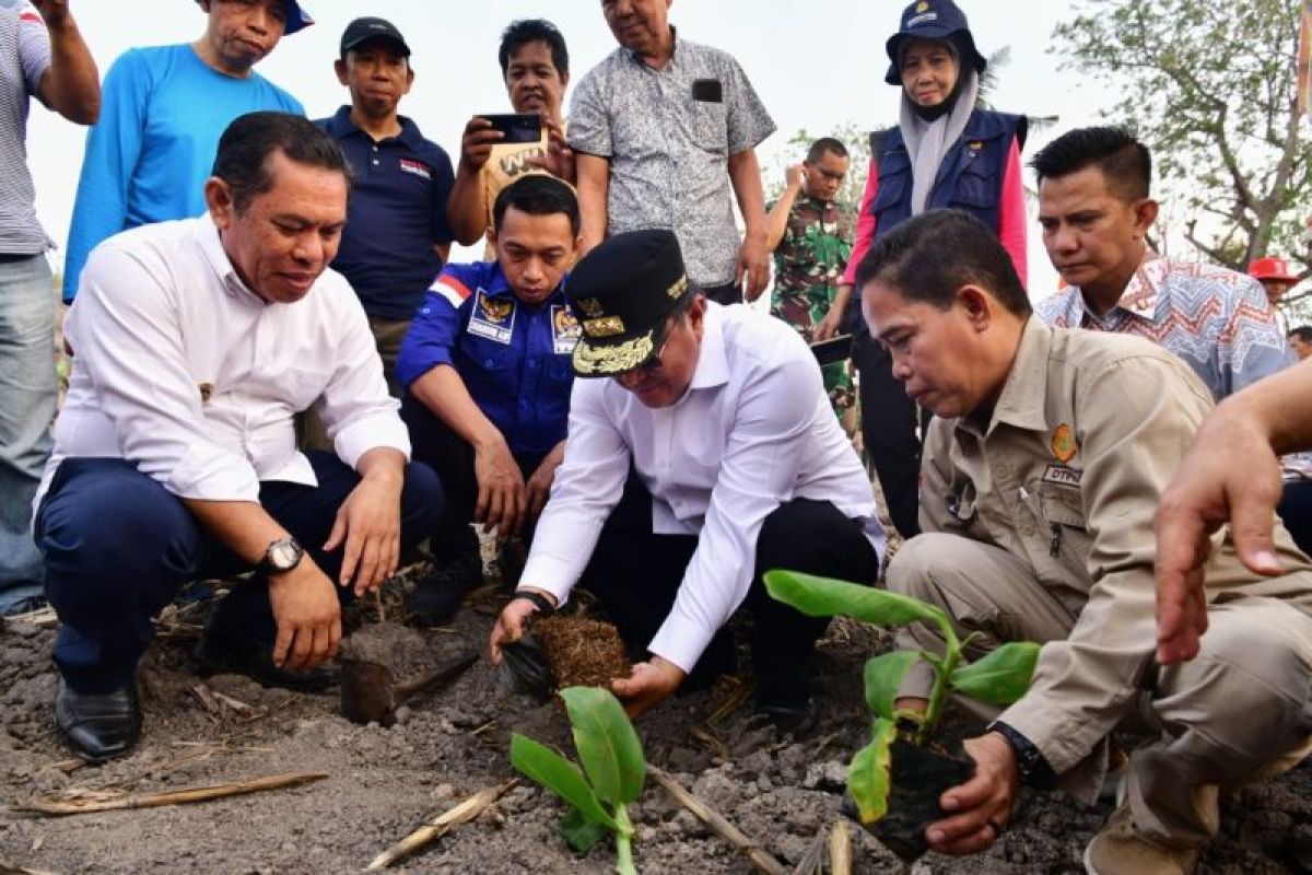 Pemkab Sidrap siapkan 1.500 hektare lahan budi daya pisang