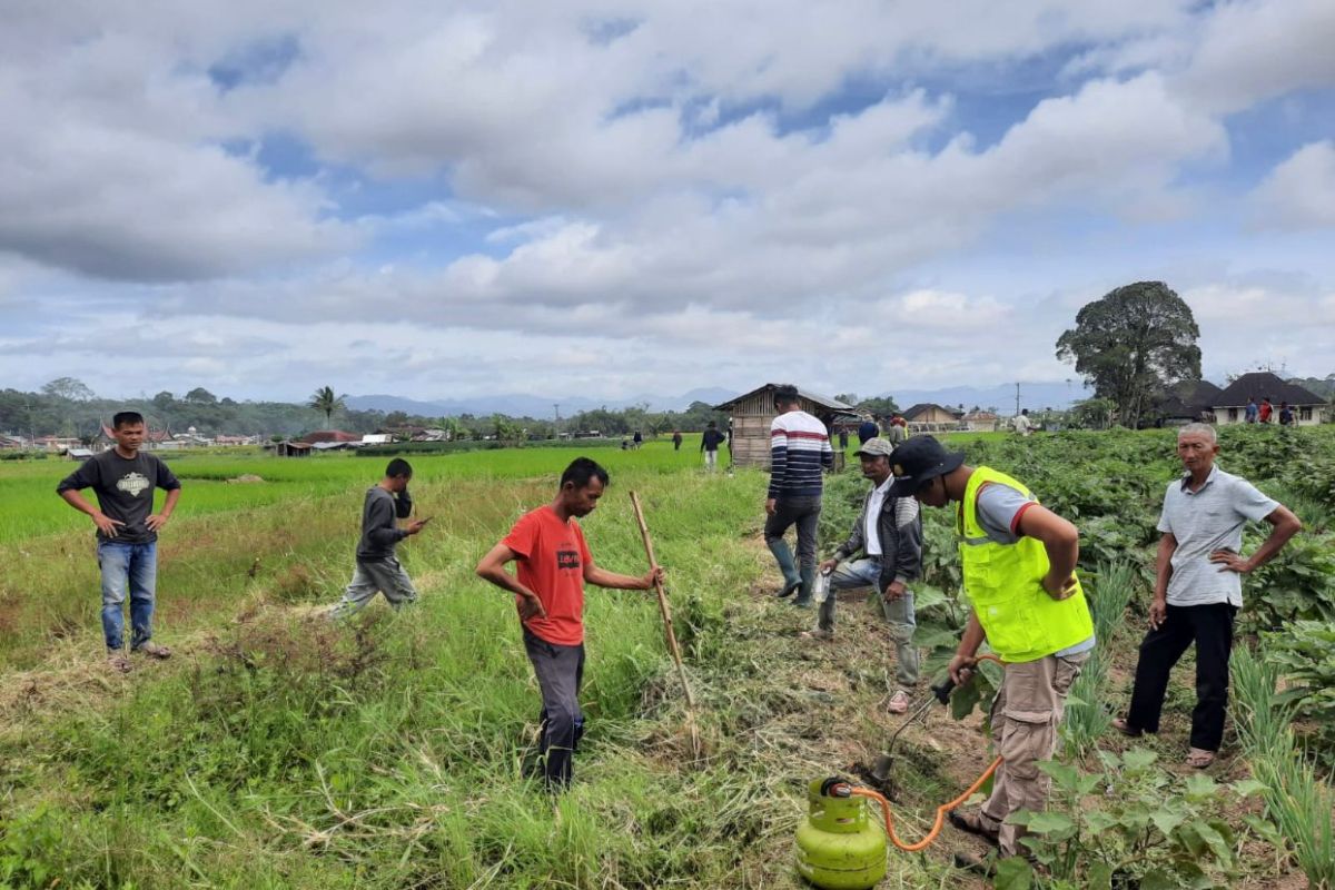 410,8 hektare lahan padi di Agam diserang hama tanaman