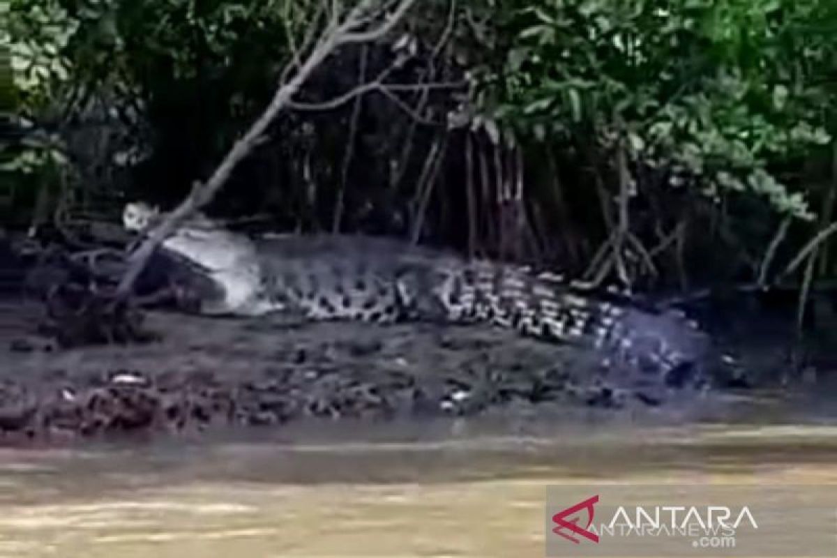 BKSDA Jambi catat ada 50 ekor buaya di Teluk Dawan