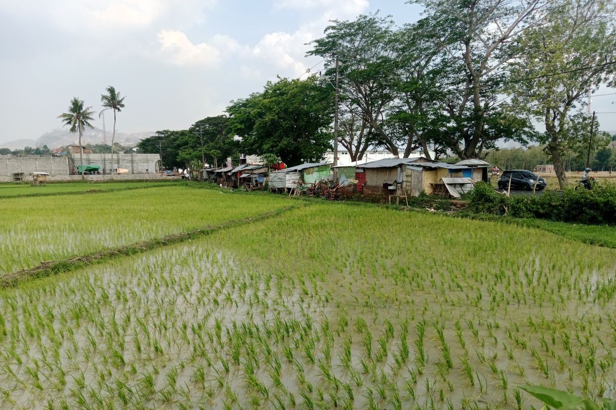 Lombok Tengah menetapkan pertanian pangan berkelanjutan 42 ribu hektare