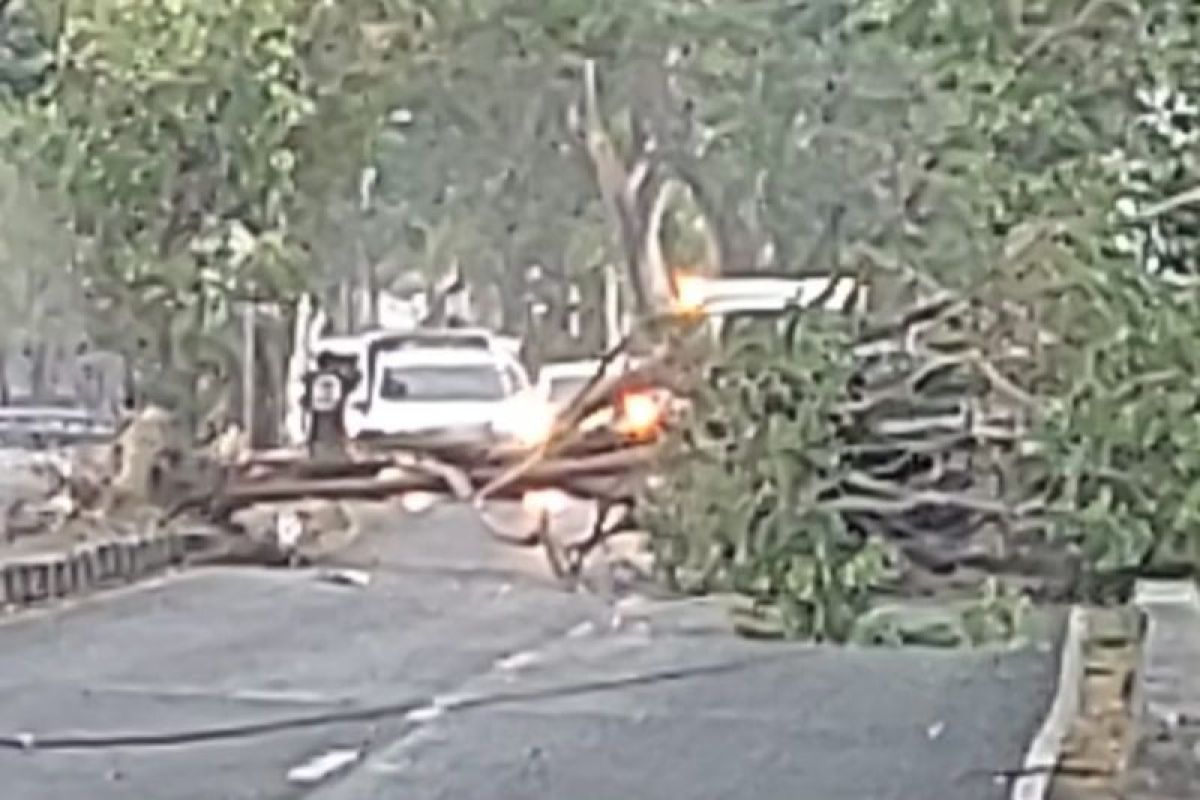 BPBD Bantul minta masyarakat mulai tingkatkan kewaspadaan pohon tumbang