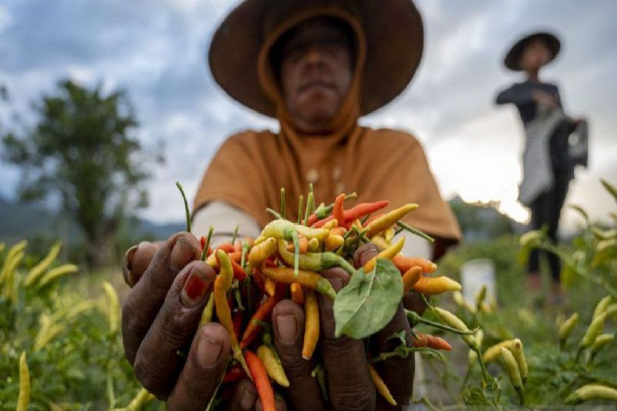 Pemprov Sulteng: Petani pertahankan produksi cabai meski ada El Nino