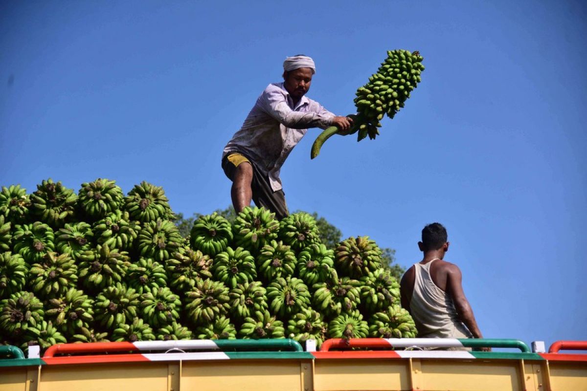Album Asia: Melihat lebih dekat pasar pisang di Assam, India