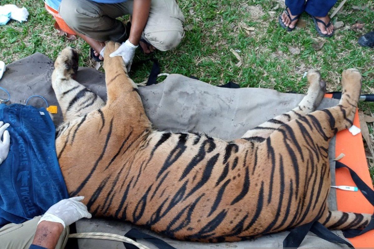 BKSDA Jambi ungkap tiga kasus perdagangan kulit Harimau Sumatera