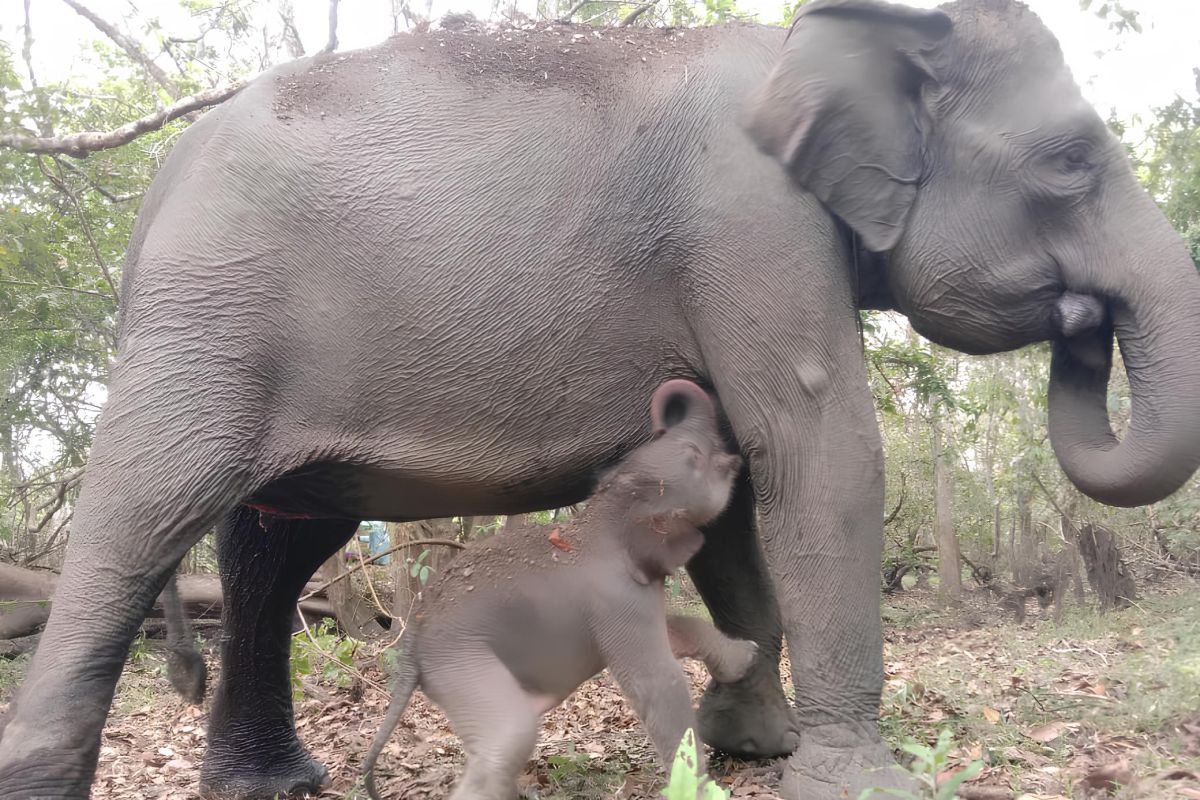 Seekor anak gajah lahir di Taman Nasional Way Kambas Lampung