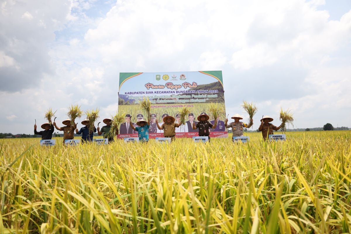 Produksi padi di Siak capai 29.063 ton hingga September 2023
