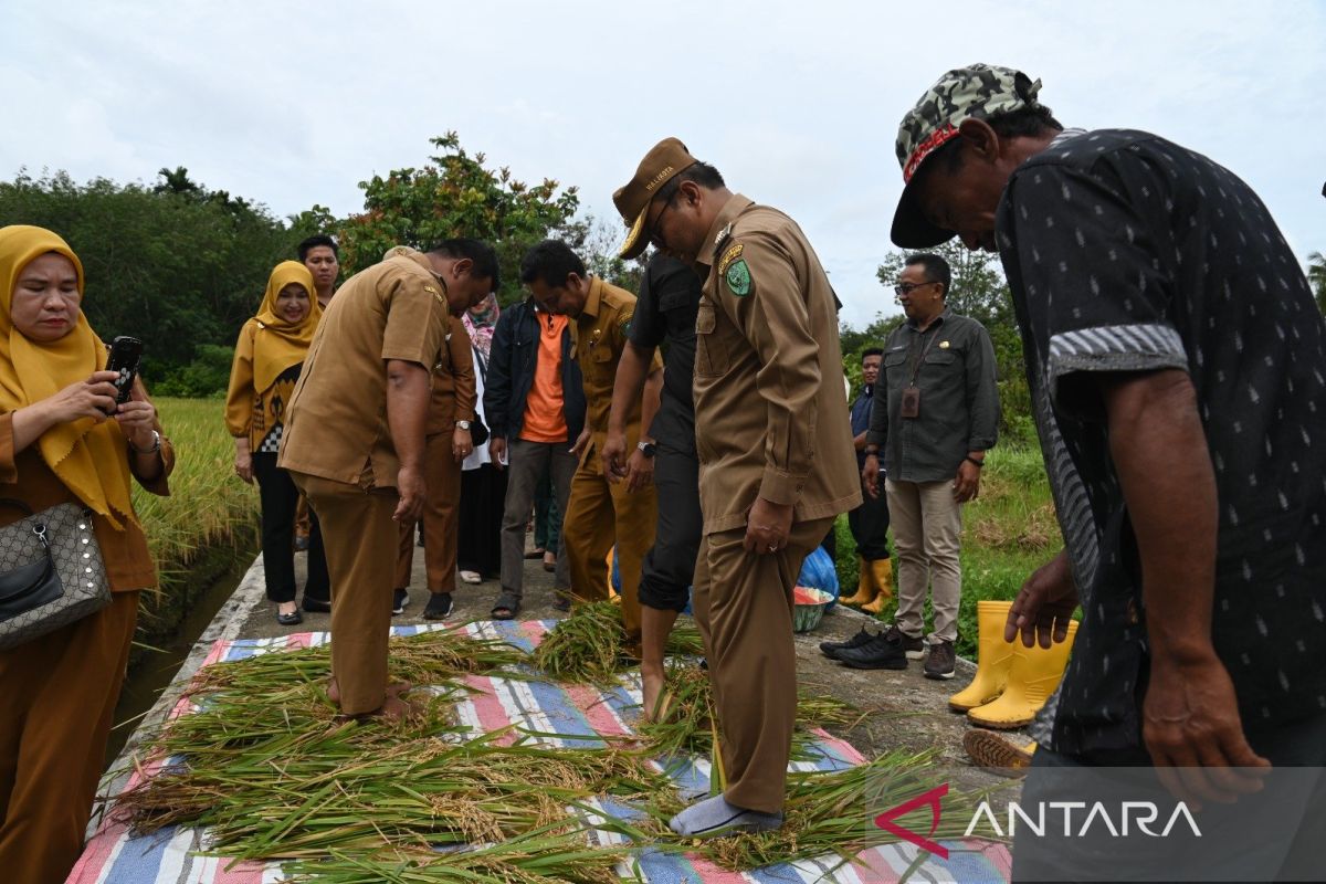 BPS sebut produksi padi Kota Padangsidimpuan naik signifikan