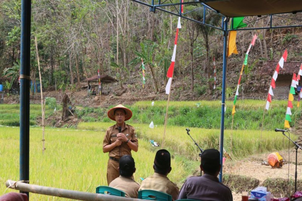 Petani Gerbosari Kulon Progo panen padi 15 hektare saat puncak El Nino