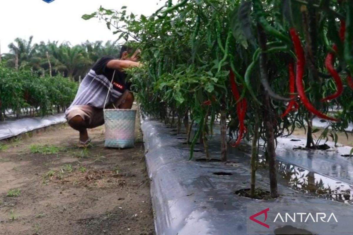 Poktan Pelita Bangka dan Gapoktan Mufakat Belitung Timur panen cabai merah