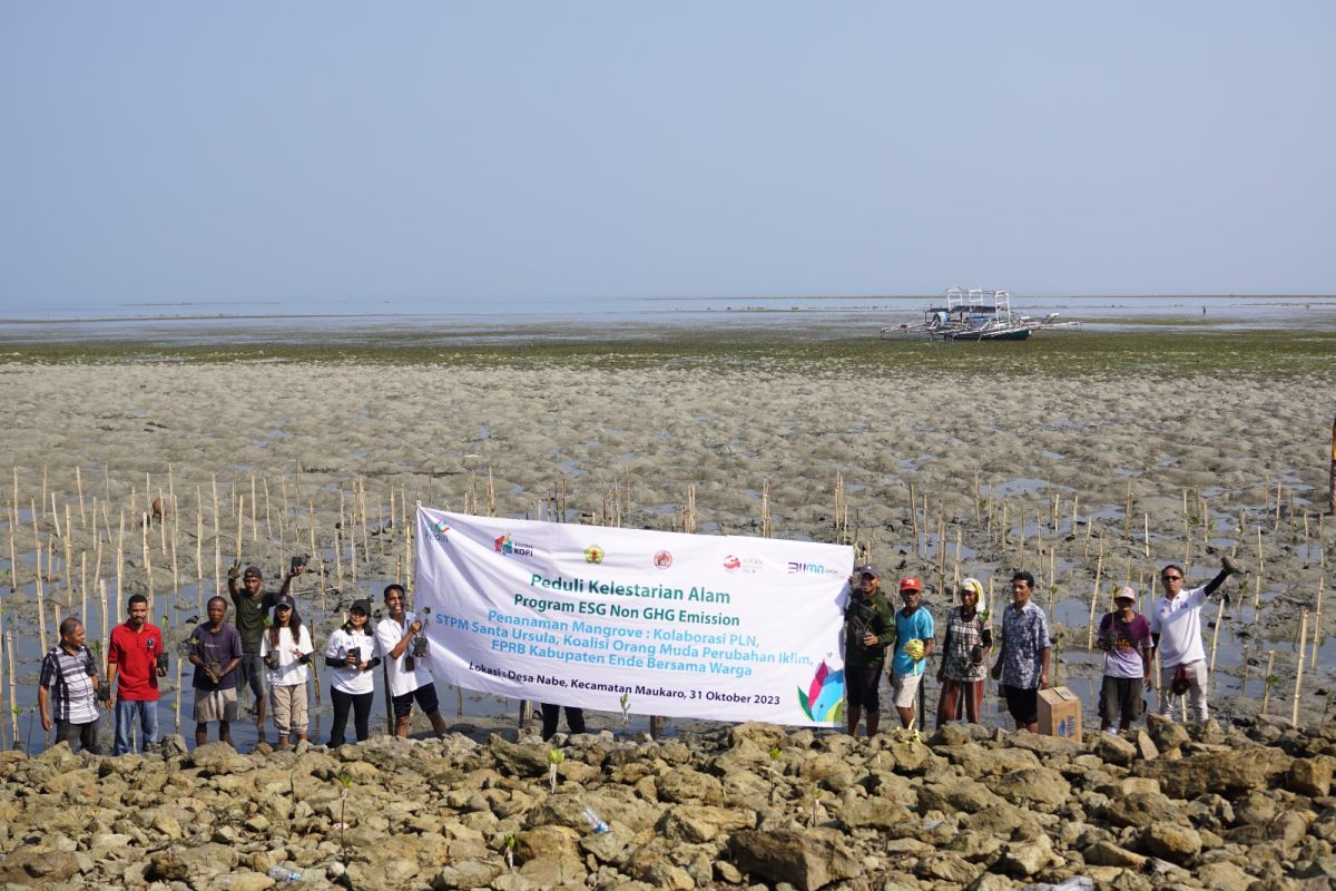 PLN UPK Flores dan STPM Santa Ursula Ende tanam 2.000 anakan mangrove