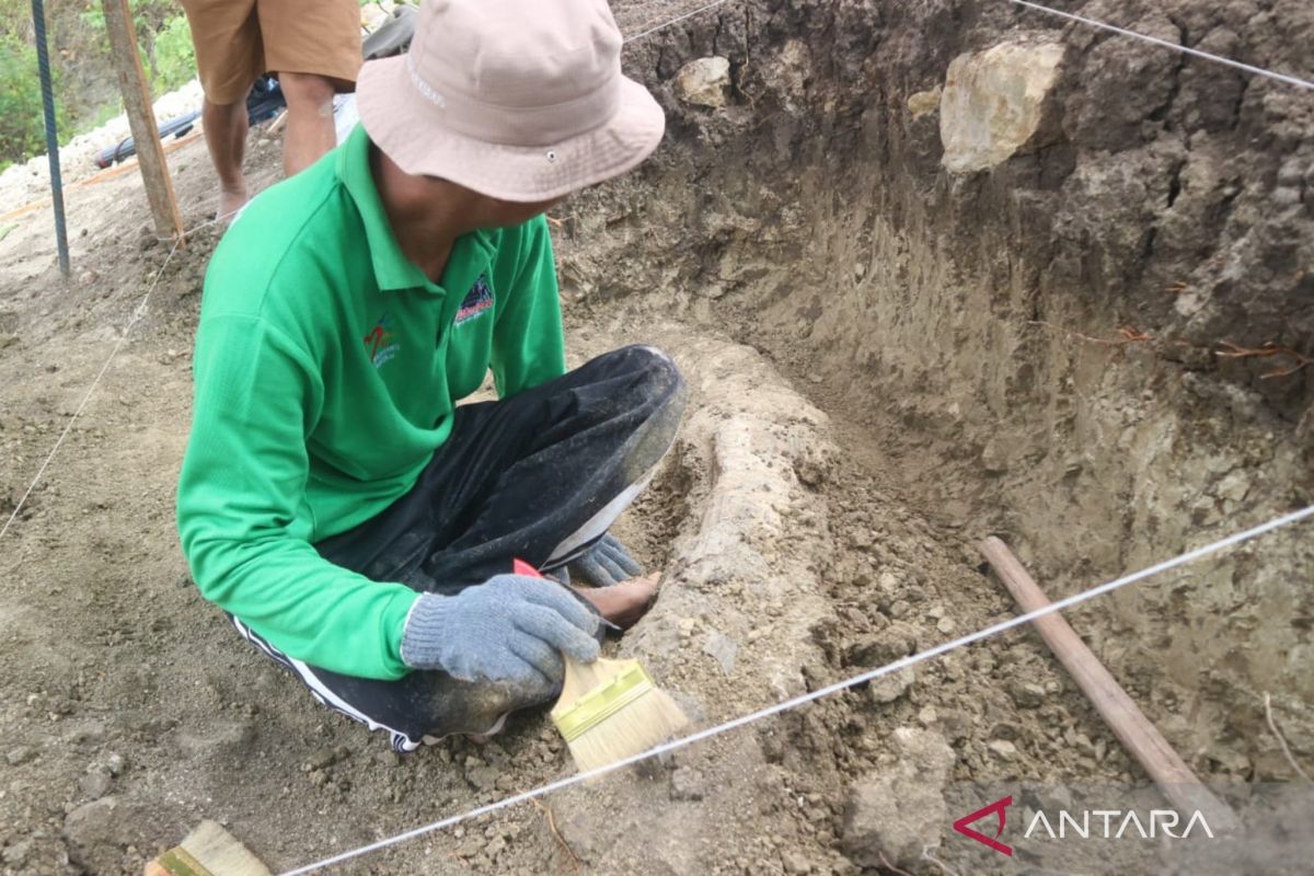 Fosil gading gajah purba sepanjang 197 cm ditemukan di Situs Patiayam Kudus