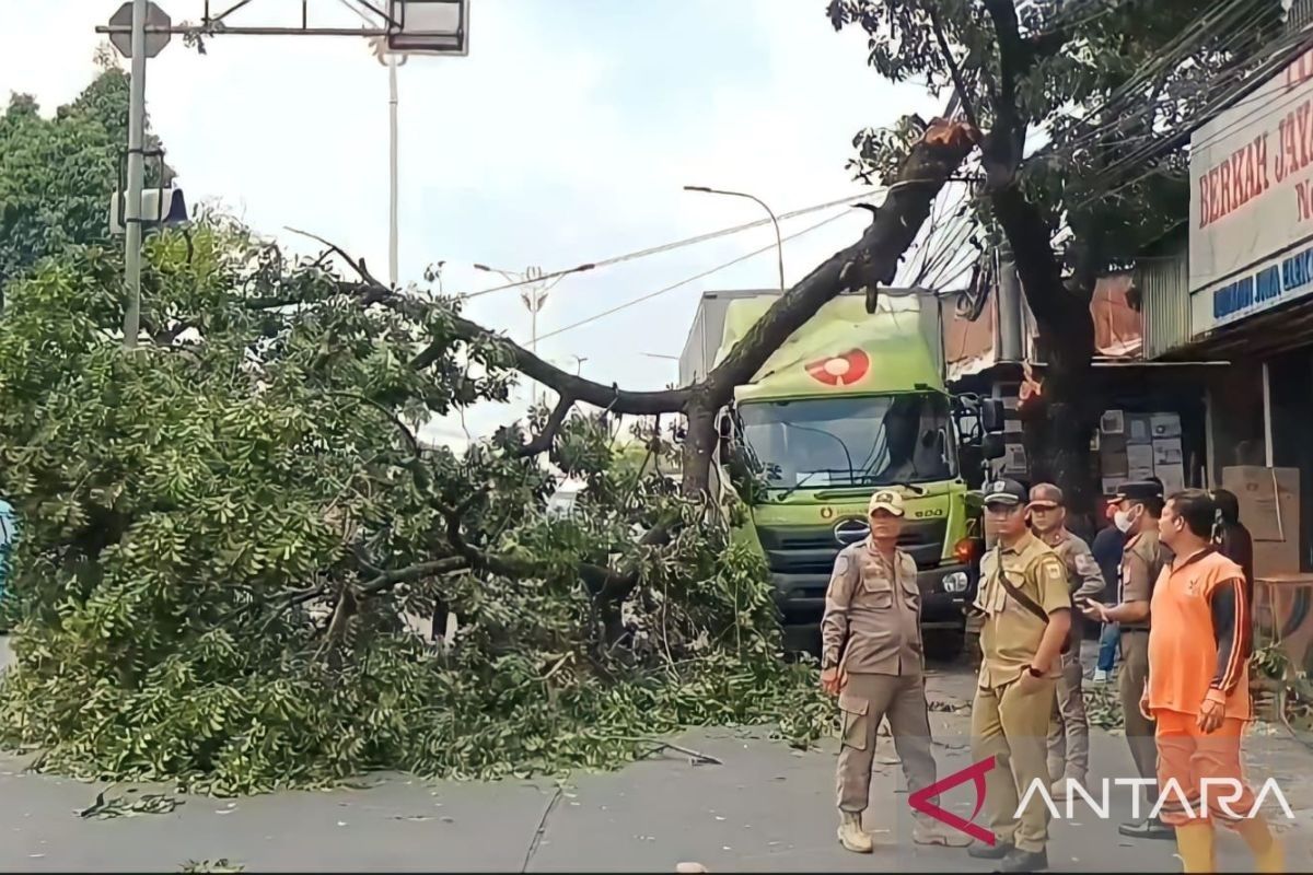 Sebuah truk boks tertimpa pohon saat melintas di jalan Raya Bogor