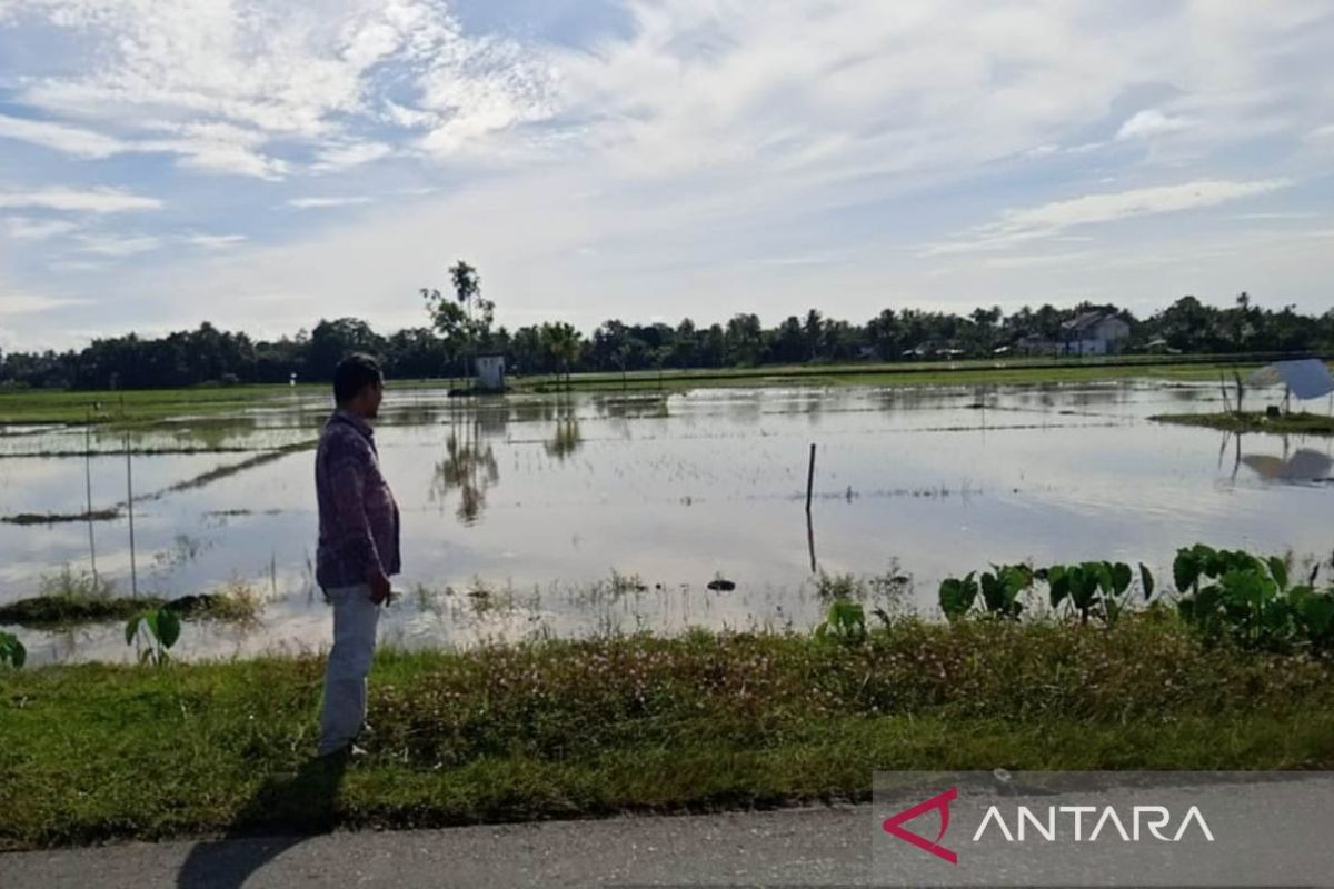 514,97 ha sawah petani di Aceh Barat terendam banjir