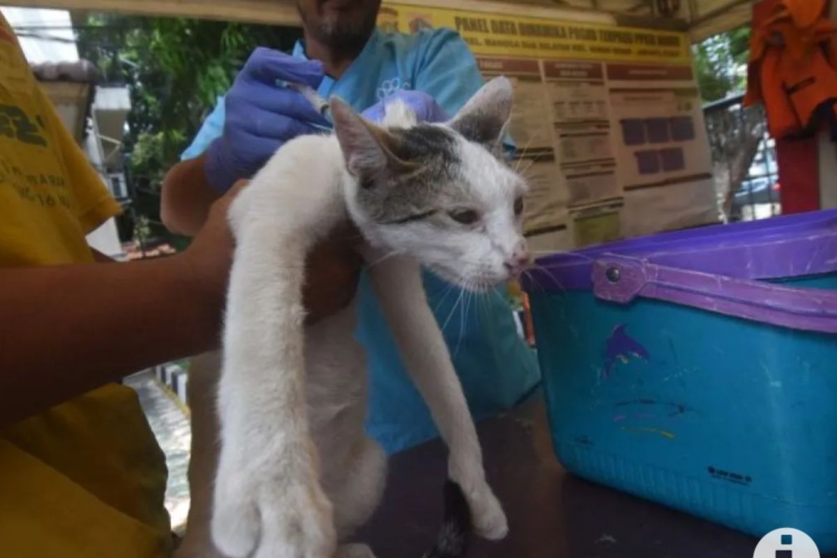 Pemprov DKI siapkan strategi jangkau seluruh hewan penular rabies