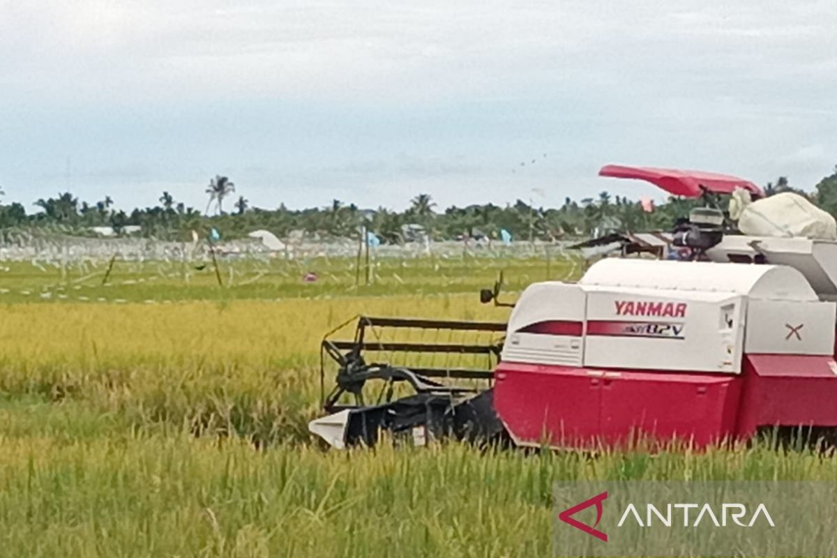 Petani Abdya mulai panen padi program IP-300 di sawah 300 hektare