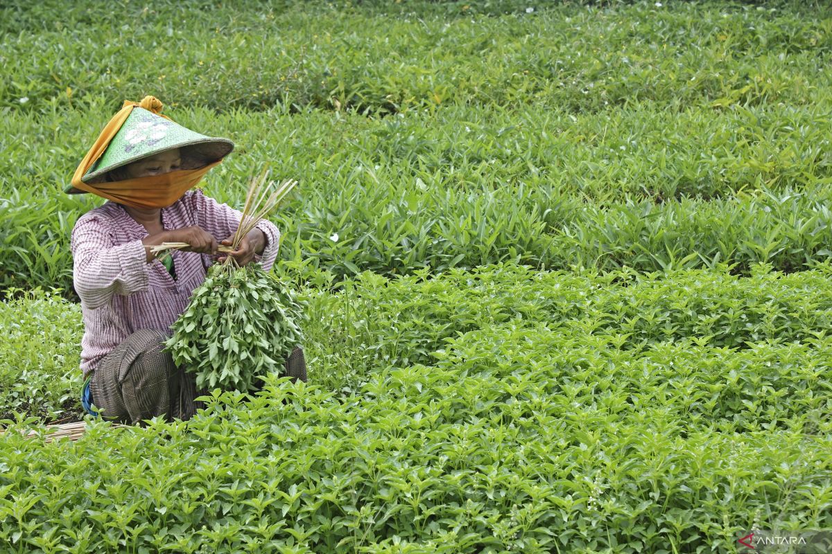 Simak, ini tanaman herbal yang sangat bermanfaat bagi kesehatan