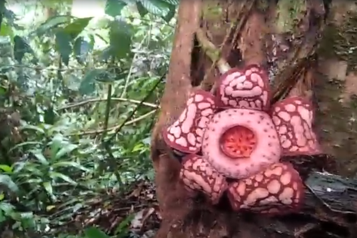 Bunga Rafflesia Hasseltii Suringar mekar di Rejang Lebong