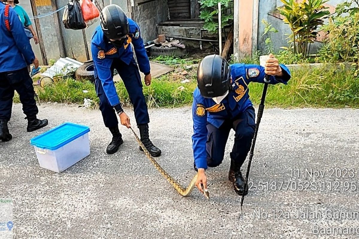 Musim hujan, Disdamkarmat Kotim banyak terima permintaan evakuasi ular