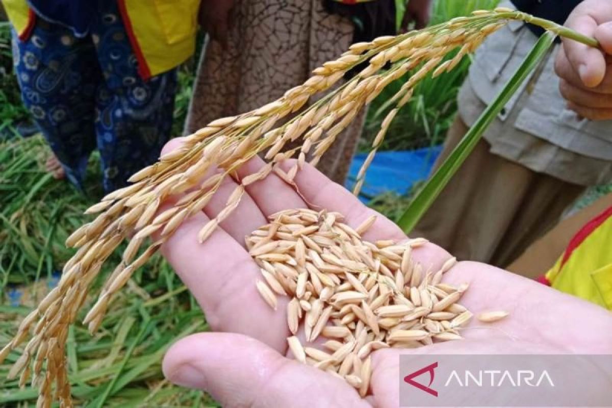 El Nino sebabkan produksi padi di Aceh Barat menurun menjadi 3.000 ton