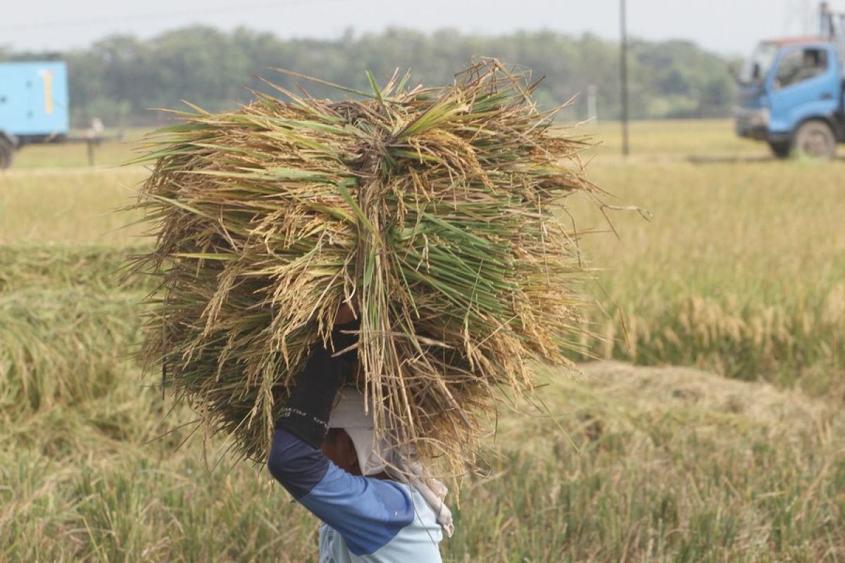 Album Asia: Menengok aktivitas panen padi di Jawa Tengah