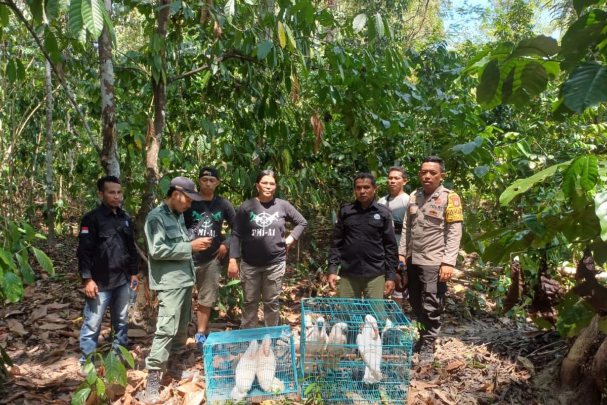 BKSDA Maluku lepasliarkan satwa kakaktua dilindungi ke Hutan Desa Waesala SBB