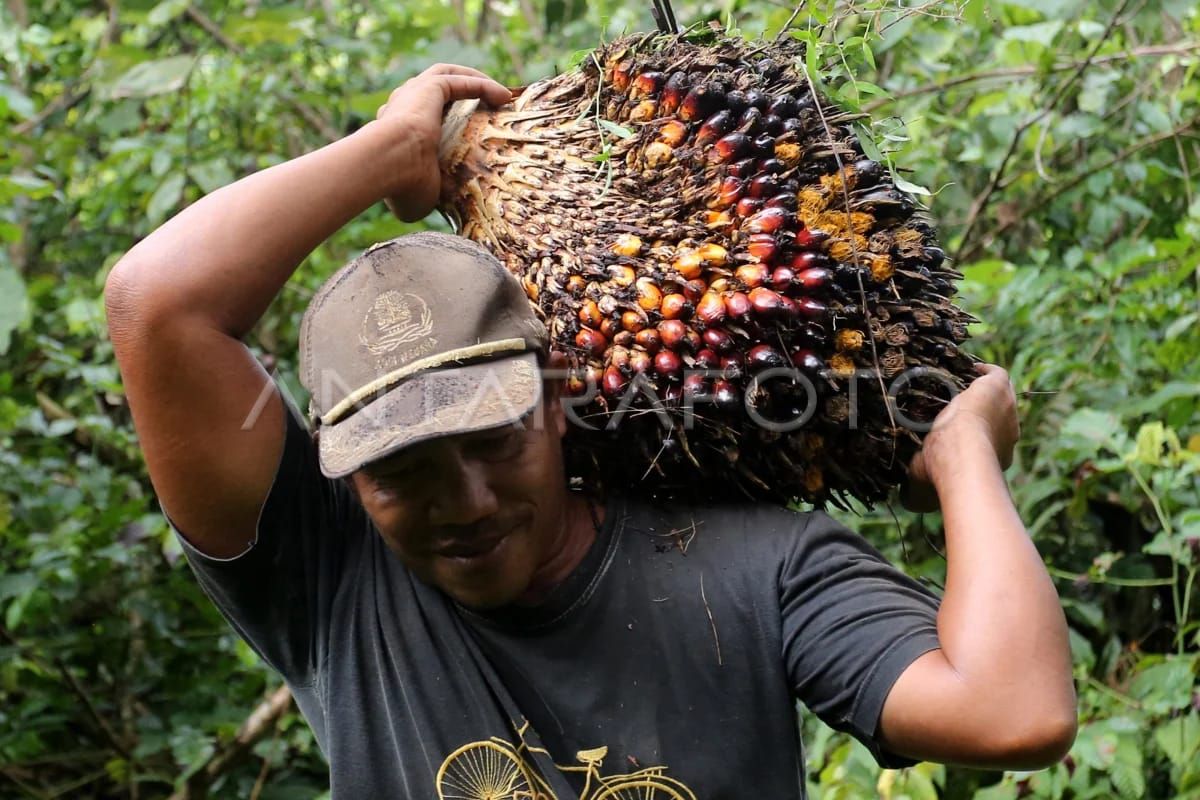 Apkasindo Aceh minta pemerintah bantu petani hadapi musim trek sawit
