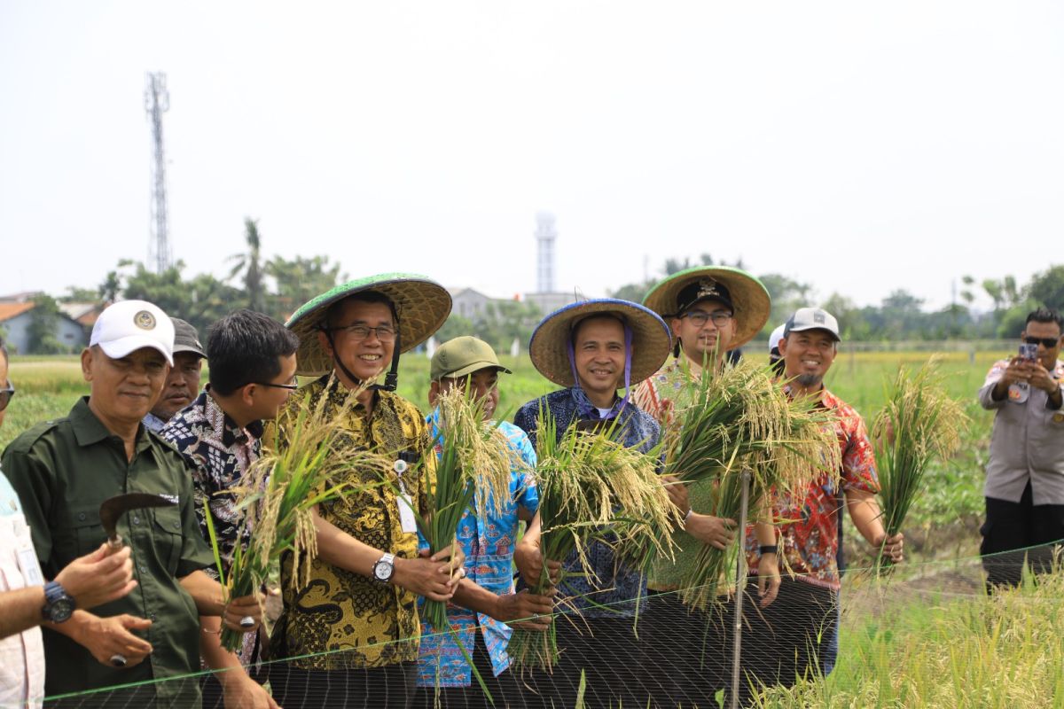 DKP Tangerang gelar panen raya padi di atas lahan 14 hektar