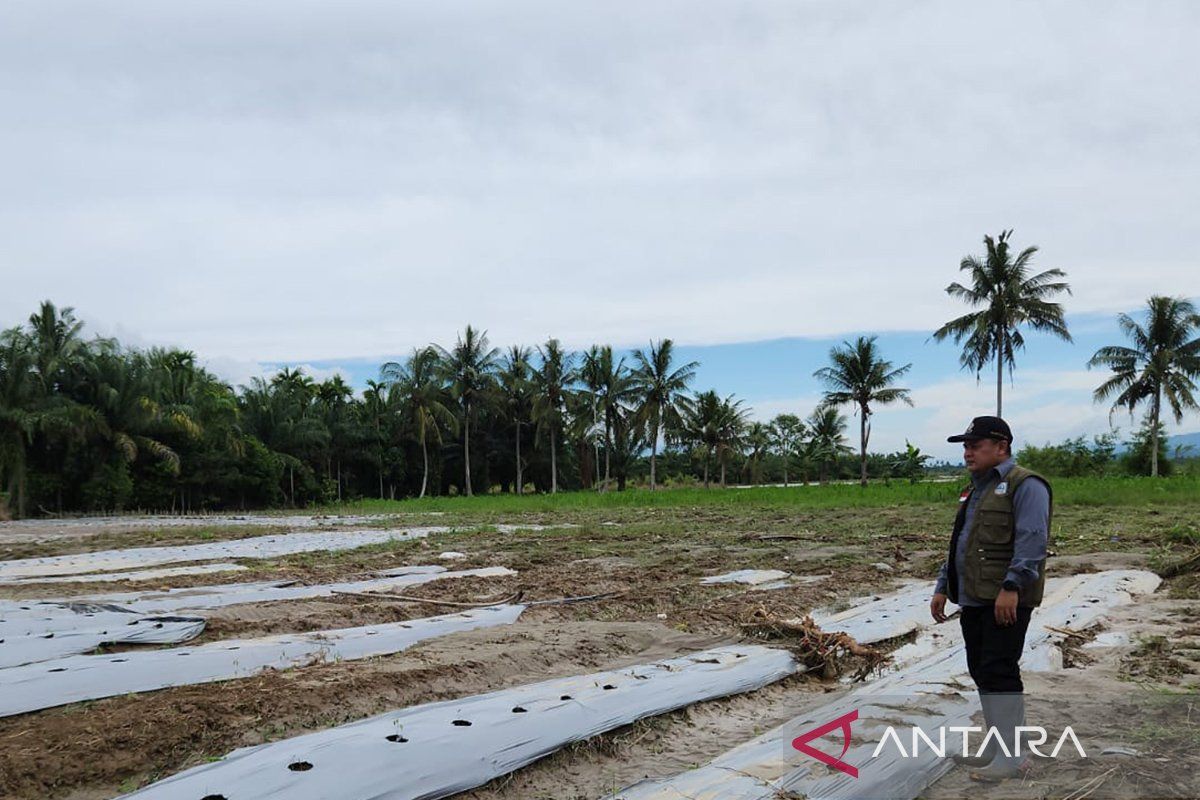 Banjir Aceh Tenggara rusak 467,25 hektare lahan pertanian