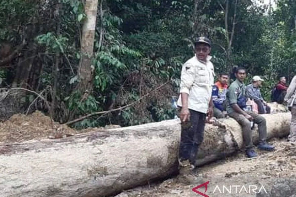 KLHK bekukan izin penatausahaan hasil hutan di Nagan Raya, dilarang tebang pohon