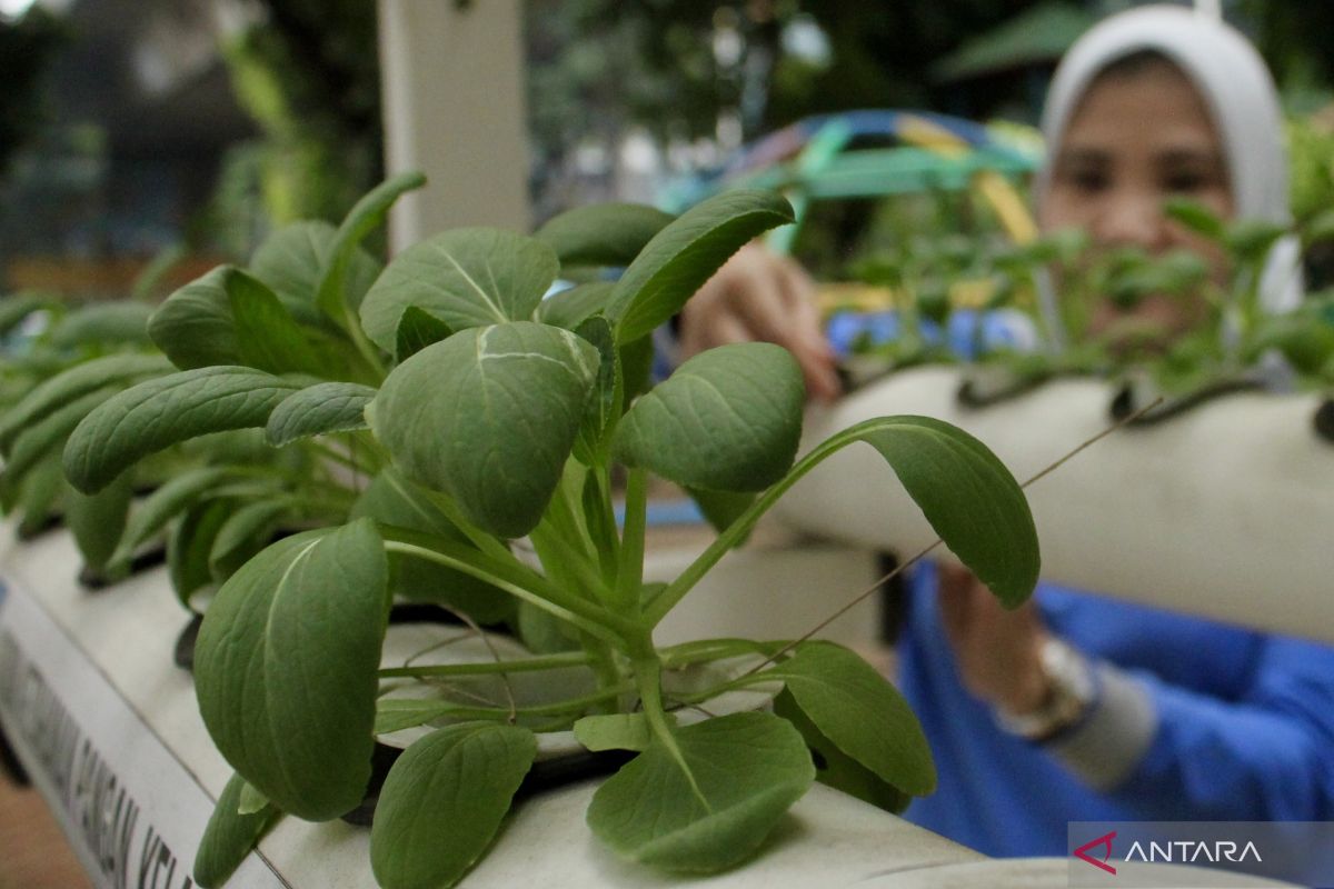 Sudin KPKP Jakarta Pusat menambah 50 pertanian perkotaan pada 2023