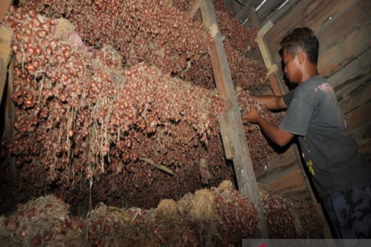 Pemda Sulteng yakin produksi bawang merah penuhi konsumsi daerah