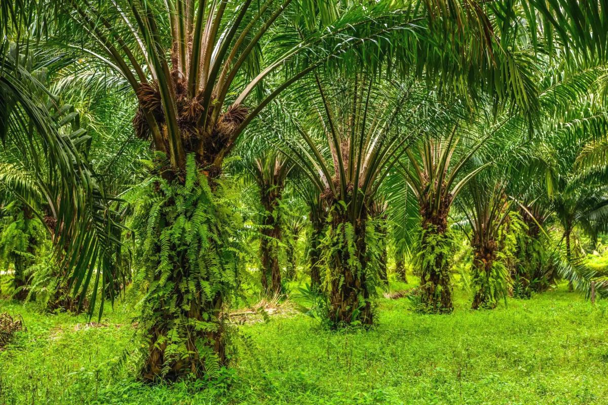 BRIN teliti biomassa kelapa sawit untuk bahan baku ban