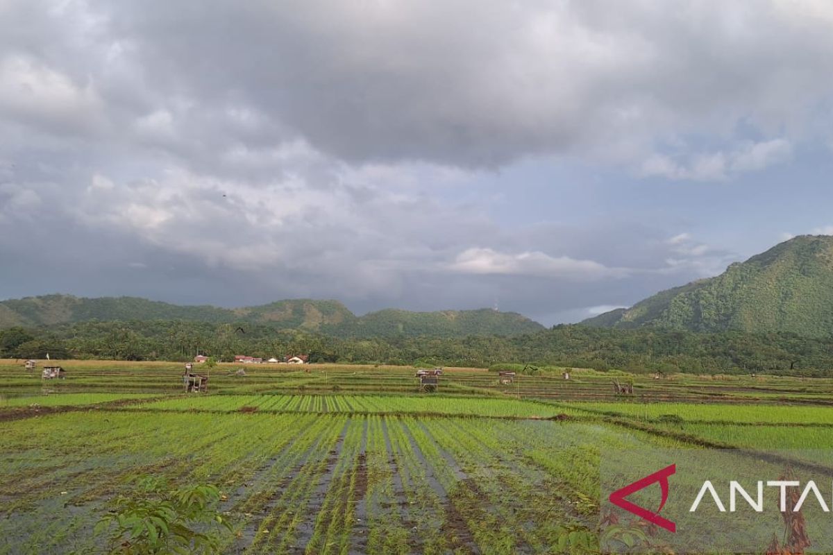 Dinas Pertanian minta petani di Aceh Besar waspada