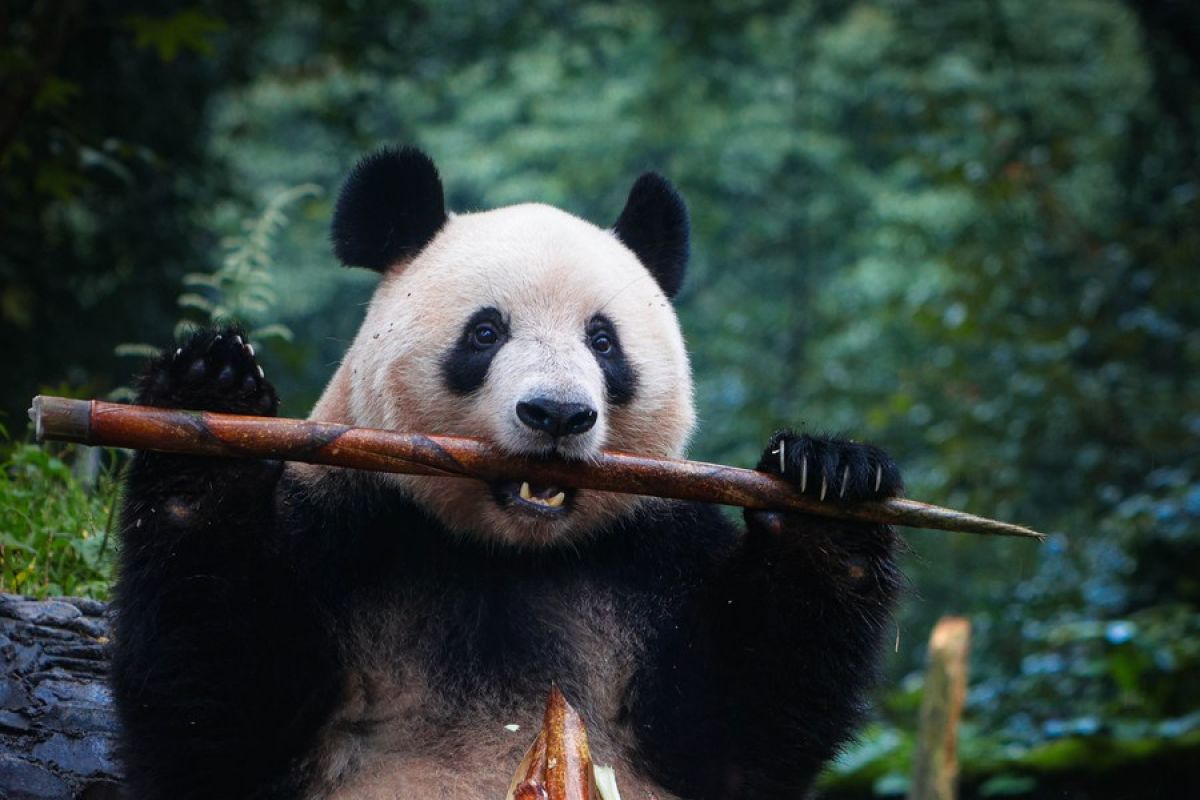 China dirikan pusat konservasi dan penelitian panda raksasa nasional