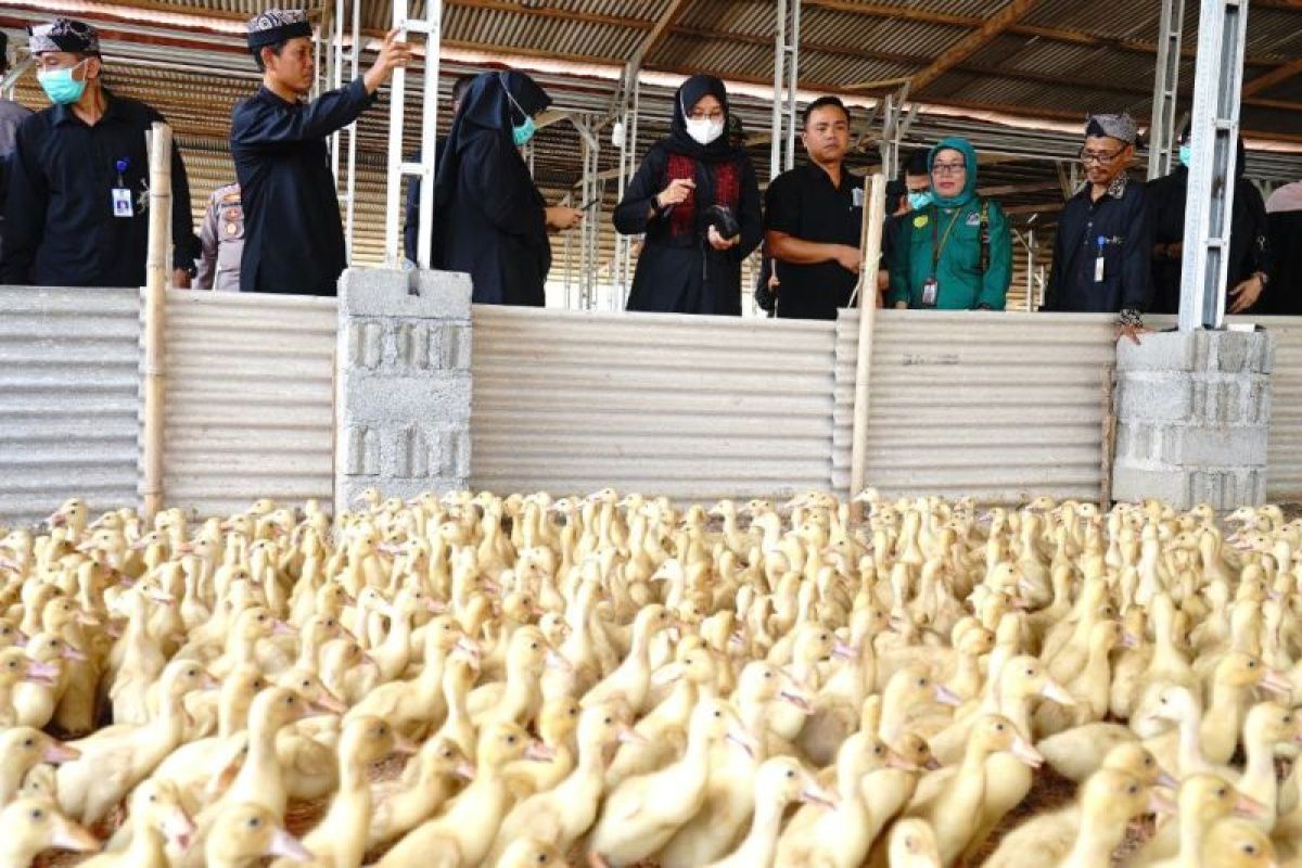 Pemkab Banyuwangi komitmen dampingi kelompok ternak bebek