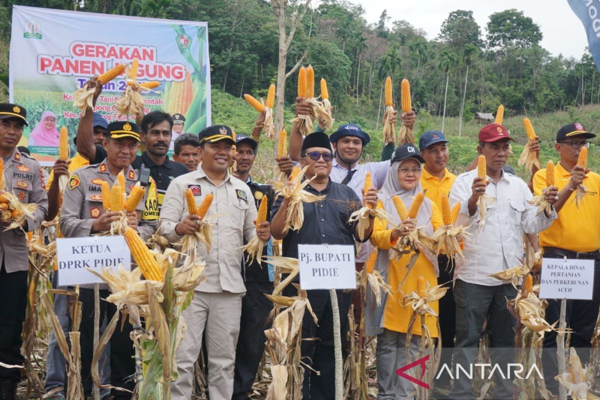 Pemerintah menargetkan Pidie jadi lumbung jagung Aceh