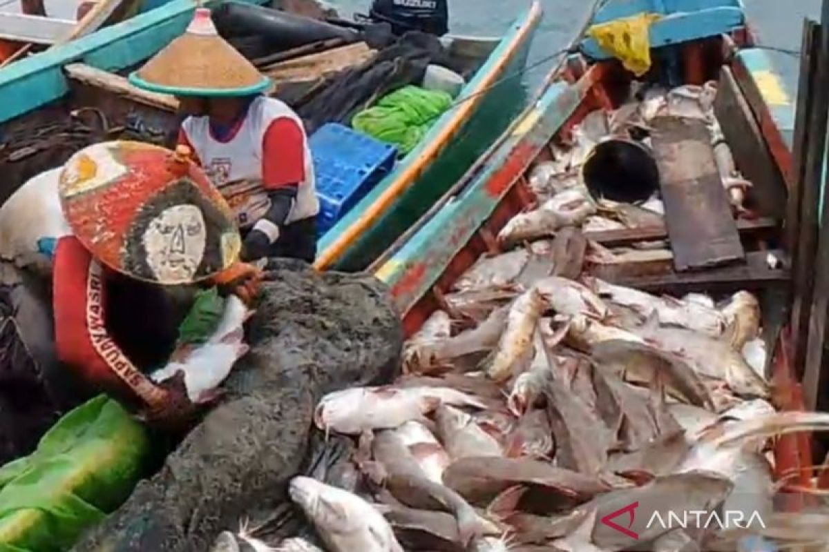 Nelayan Mukomuko bagikan ikan gratis sekitar satu ton kepada masyarakat