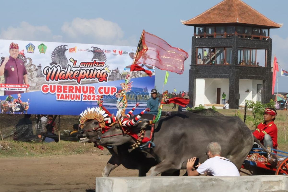 Gubernur Bali dorong tradisi makepung jadi potensi pariwisata