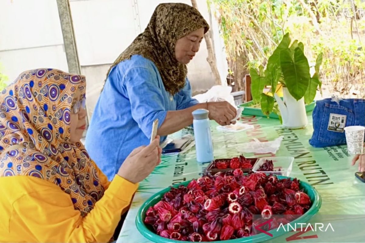 Kelompok tani Jakarta: Memetik pundi-pundi rupiah dari tanaman rosella