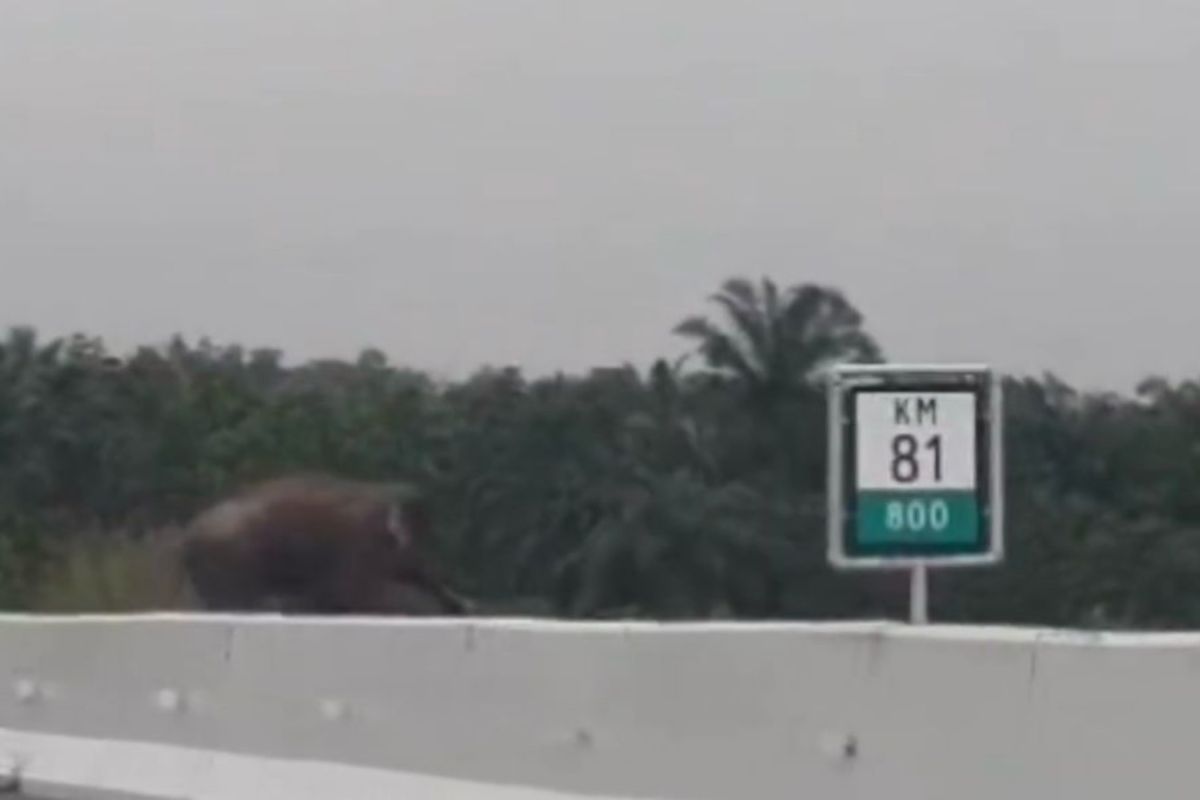 Gajah liar kembali melintas di Jalan Tol Pekanbaru-Dumai