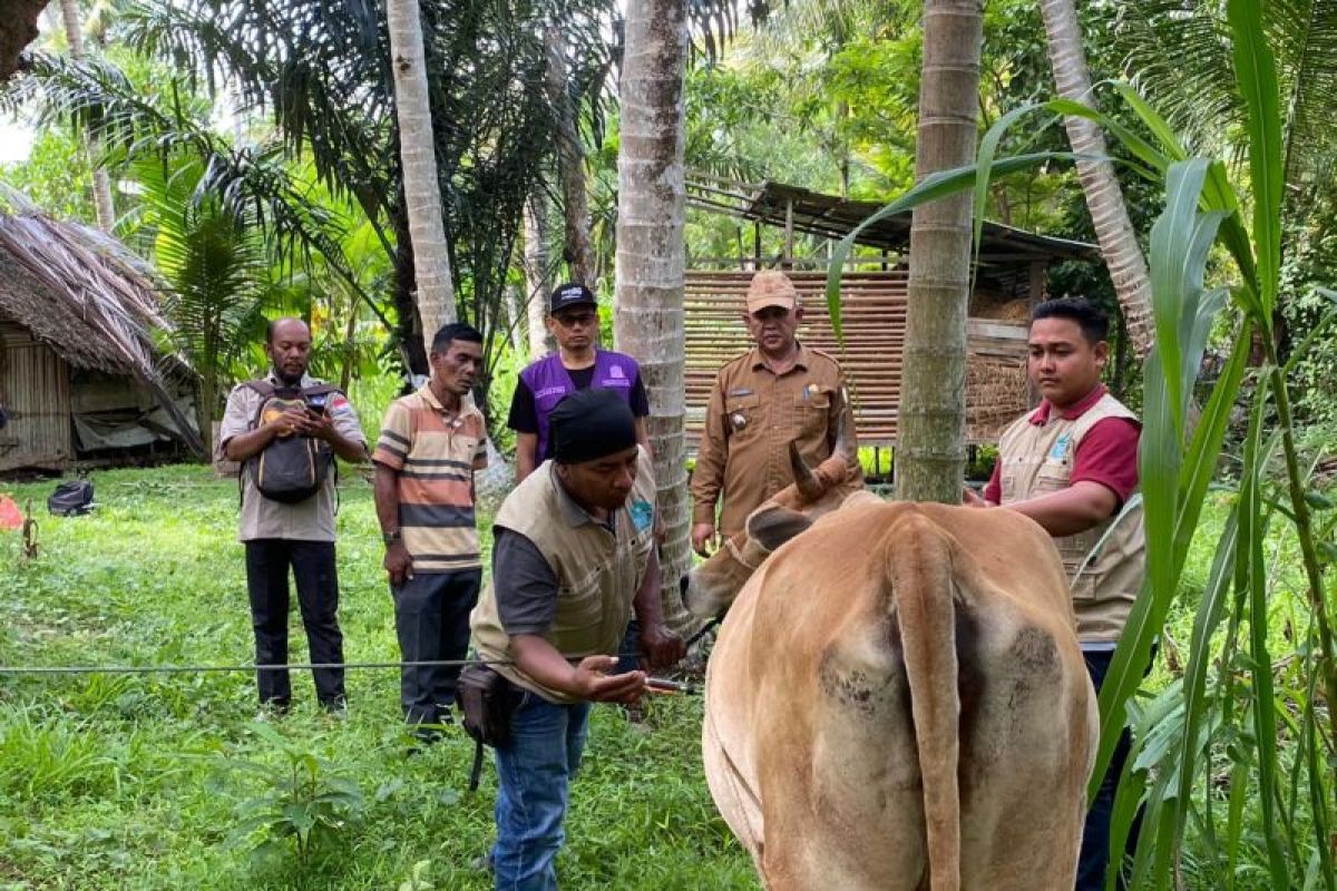 Pemkab Aceh Besar imbau peternak waspadai PMK