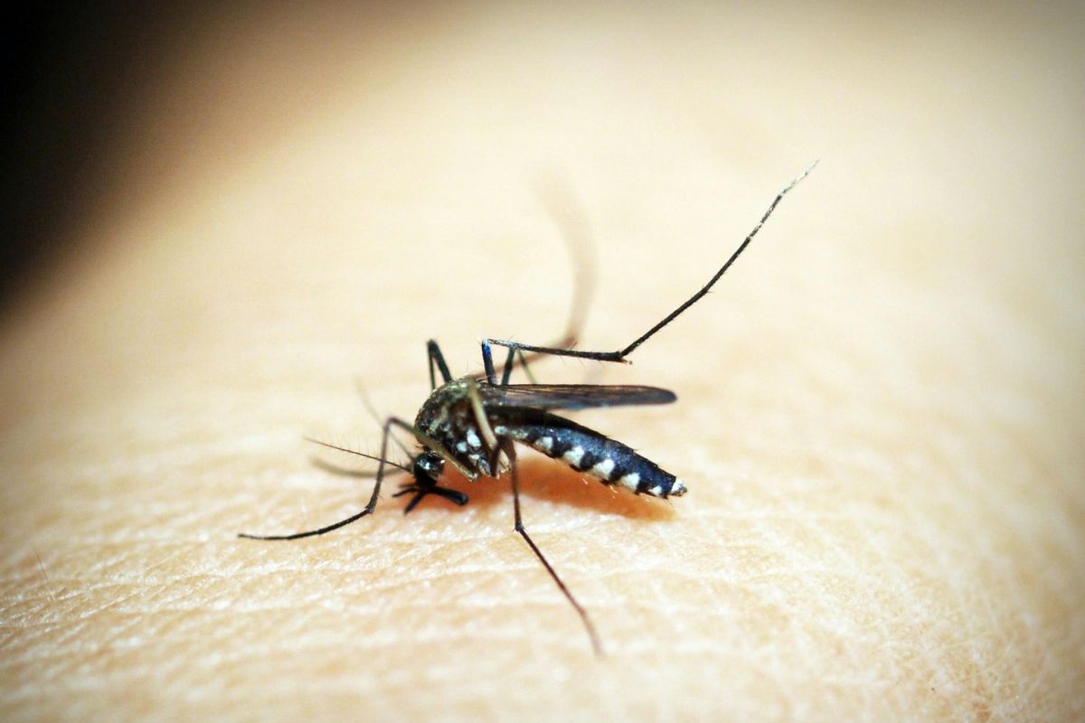 Bentol gigitan nyamuk ber-Wolbachia sama dengan nyamuk biasa