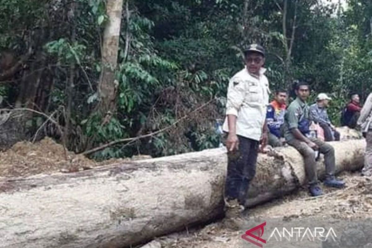 Tim Gakkum KLHK periksa pemilik PHAT di Nagan Raya, diduga terkait penebangan pohon